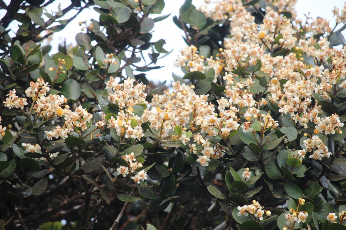 Calophyllum walkeri Wight